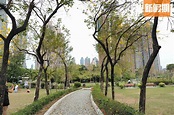 南昌公園黃花風鈴木開始盛放！把握兩星期金黃花海花期！附交通資訊 | 香港好去處 | 新假期