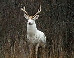 Future uncertain for rare white deer at former weapons site