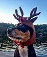 Reindeer Antlers for dogs and cats/Rudolph the red nosed