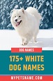 White Dog Names | Dog names, White dogs, White fluffy dog