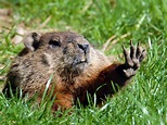 Groundhog Repellent: How To Get Rid Of Groundhogs