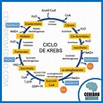 The Citric Acid Cycle (Krebs) | Step by step explanation | Biochemistry