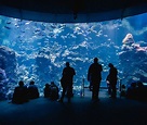 Plan your visit to the Aquarium de Montréal - Practical Informations