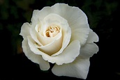 Weiße Rose · Kostenloses Stock Foto