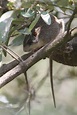 Speckled Tree Rat - Pattonomys semivillosus | Isla Salamanca… | Flickr