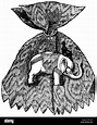 Medallas y decoraciones, Dinamarca, Orden del Elefante, fundada 1462 ...