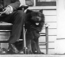 Calvin Coolidge's Dog, Tiny Tim - Presidential Pet Museum