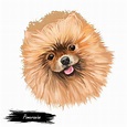 Pomeranian dog portrait isolated on white. Digital art illustration of ...