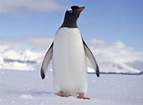 Habitat do Pinguim: Onde Eles Vivem? | Mundo Ecologia