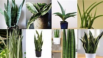 23 Types Of Snake plants Varieties With care tipes - YouTube