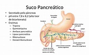 Aula Fisiologia_Sistema Digestório