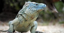 Blue Iguana Animal Facts | Cyclura lewisi | AZ Animals