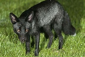 UK photographer captures beautiful images of a rare black fox ...