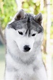 Siberian Husky Baikal White – Allevamenti – Brugine (PD) - Emilia ...