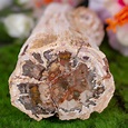 Petrified Wood Meanings and Crystal Properties - The Crystal Council