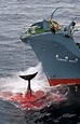 La ONU frena la caza de ballenas con fines científicos de Japón ...