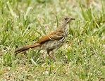 Brown Thrasher | Birds of Pennsylvania