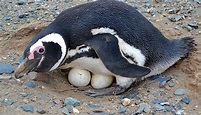 Comportamento do Pinguim, Hábitos e Modo de Vida do Animal | Mundo Ecologia