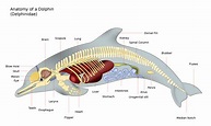 Dolphin Anatomy - GRD