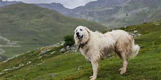 Perro de Montaña de los Gran Pirineos ¡Fotos y Más!