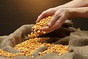 Semillas de Maiz: híbrido, amarillo, para siembra y más