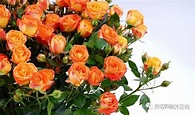 10款泡泡玫瑰品种介绍，每一款都是既好看又好卖的品种！