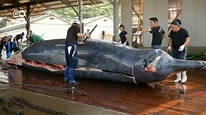 Vuelve la caza de ballenas en Japón - YouTube