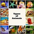 Types of Animals and Their Characteristics | Biology Explorer