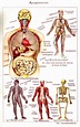 Body Anatomy, Anatomy Art, Human Anatomy, Antique Prints, Vintage ...