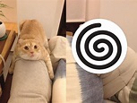 奶油貓抱沙發太久 奴才翻身竟成「ㄇ字型」網笑：脫模？ | 新奇 | NOWnews今日新聞