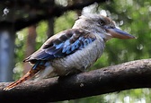 blue winged kookaburra Foto & Bild | australia, world, natur Bilder auf ...