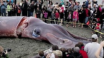 Real Giant Squid Found on Spanish Coast: 9 Meters Long and 180kg in ...