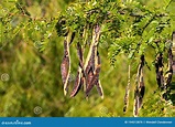 Tan And Brown Seed Pods Hanging On Honey Locust Tree Branches Stock ...