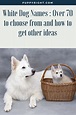 White Dog Names | Dog names, White dogs, Dogs