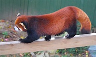 Red Panda Acrobat by WilliamJCovello on DeviantArt