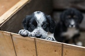 Welpen aus dem Tierheim adoptieren: Vorteile & Ablauf | zooplus