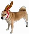 ComfyCamper Reindeer Antler Dog Halloween Costume - Headband Max Puppy ...