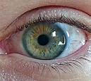 Green hazel : eyes