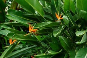 How to care for a Bird of Paradise Plant | Better Homes and Gardens