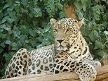 File:Persian Leopard sitting.jpg - Wikimedia Commons
