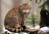 Gato selvagem europeu | Raças de gatos | zooplus Magazine