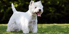 West Highland White Terrier: origini, prezzo, caratteristiche e ...