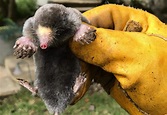 A Species of Mole Lives Only on Angel Island? - Bay Nature Magazine