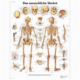 3B Scientific Lehrtafel – Das menschliche Skelett | DocCheck Shop