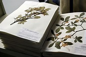 Herbarium Pressed Flowers, Dried Flowers, Planta Vascular, Orchidaceae ...