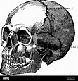 Une représentation typique d'un crâne humain, une structure osseuse qui ...