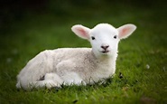 Free photo: Baby Lamb - Baby, Cute, Field - Free Download - Jooinn