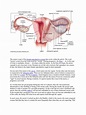 Uterus Anatomy | Uterus | Women's Health