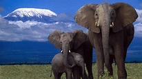 10 Most Endangered Animals in Africa