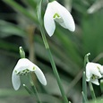Galanthus Hippolyta | Double Snowdrop Bulbs – Easy To Grow Bulbs